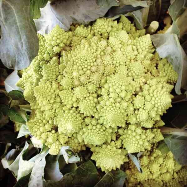 broccoli-romanesco-seeds-3 broccoli-romanesco-seeds-3