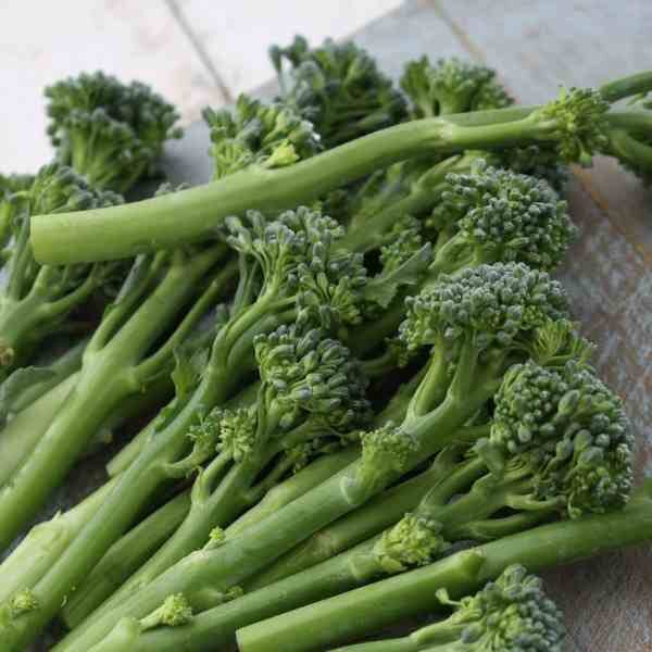 broccoli-sprouting calabrese-seeds-2 broccoli-sprouting calabrese-seeds-2