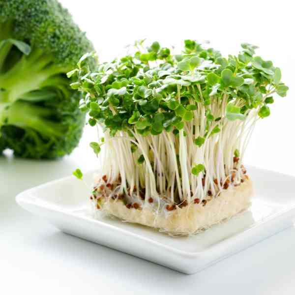 broccoli-sprouting-calabrese-seeds-6 broccoli-sprouting-calabrese-seeds-6