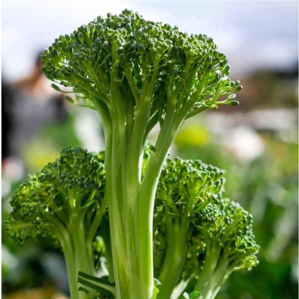 How to plant Broccoli