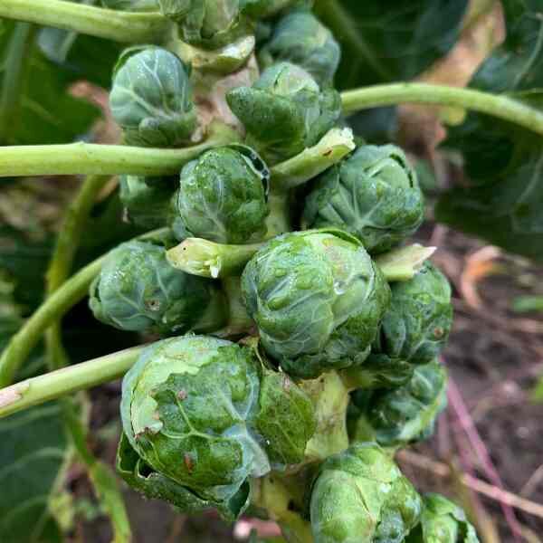 brussels-sprouts-long-island-improved-seeds-1 brussels-sprouts-long-island-improved-seeds-1