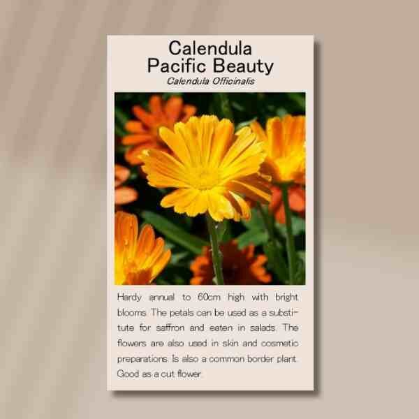 calendula- officinalis-front calendula- officinalis-front