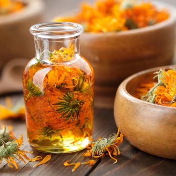 calendula-pacific-beauty-seed calendula-pacific-beauty-seed