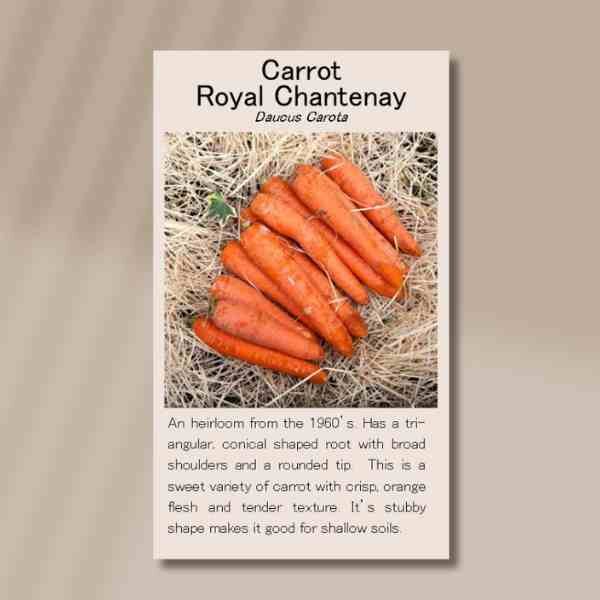 carrot-chantenay-front carrot-chantenay-front
