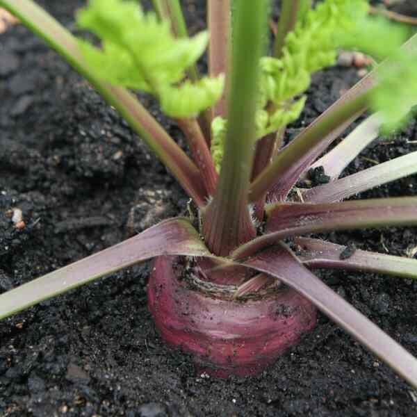 carrot-cosmic-purple-seeds-2 carrot-cosmic-purple-seeds-2