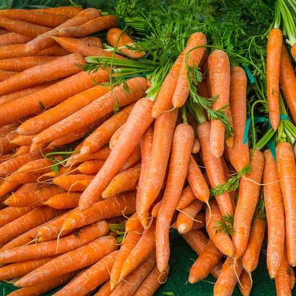 carrot-nantes-darcy-seeds-1 carrot-nantes-darcy-seeds-1
