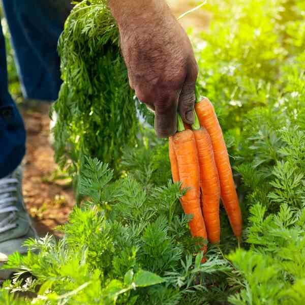 carrot-nantes-darcy-seeds-4 carrot-nantes-darcy-seeds-4