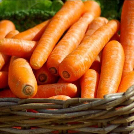 carrot-nantes-darcy-seeds
