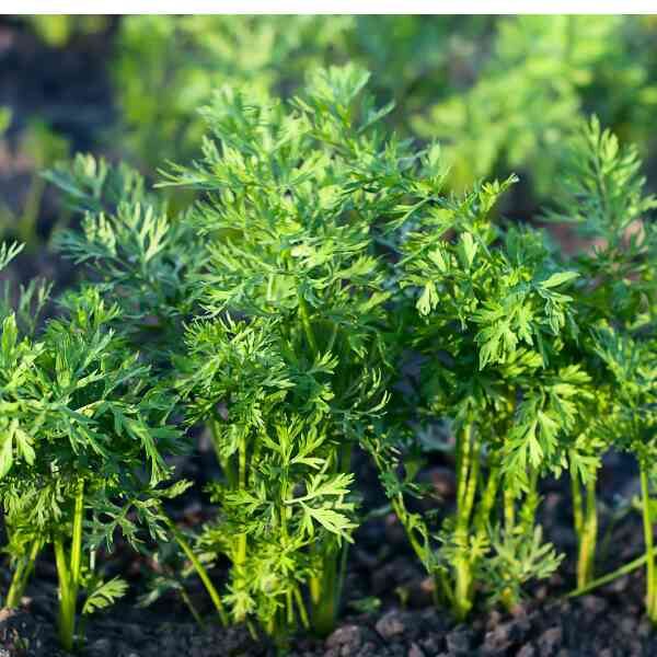 carrot-royal-chantenay-1 carrot-royal-chantenay-1