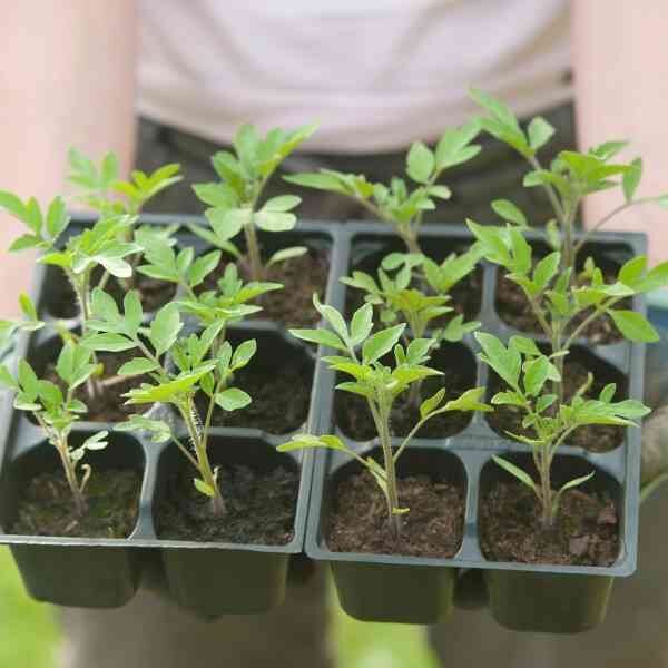 carrot-royal-chantenay-seeds-3 carrot-royal-chantenay-seeds-3