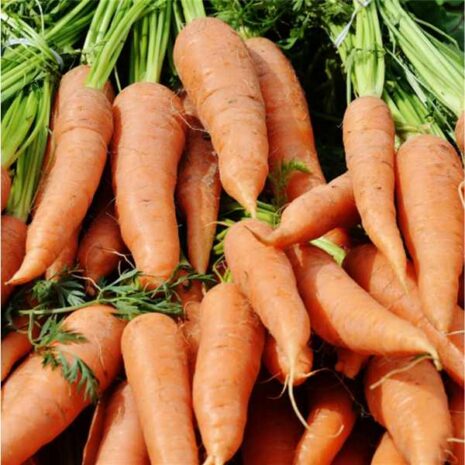 carrot-royal-chantenay-seeds