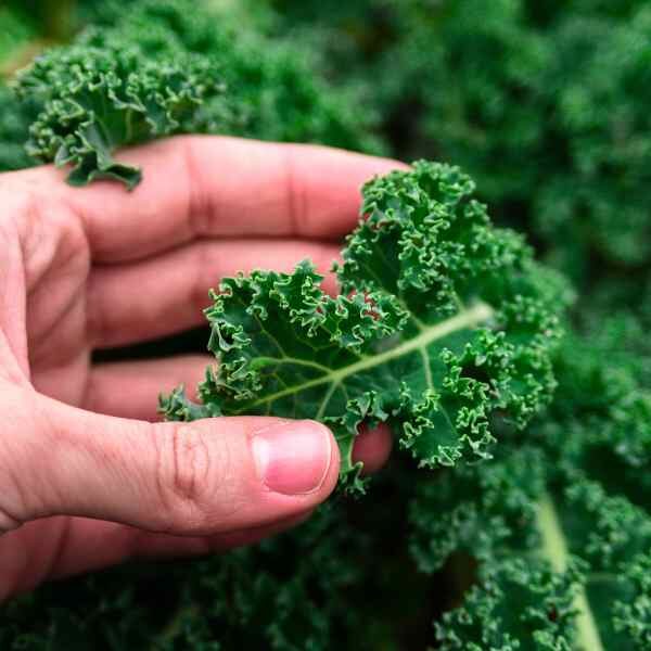 kale-dwarf-siberian-seeds-3 kale-dwarf-siberian-seeds-3