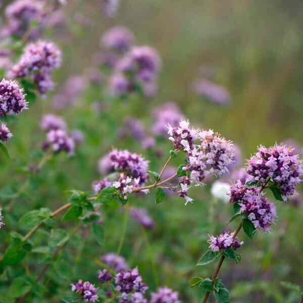oregano-vulgare-seeds-2 oregano-vulgare-seeds-2