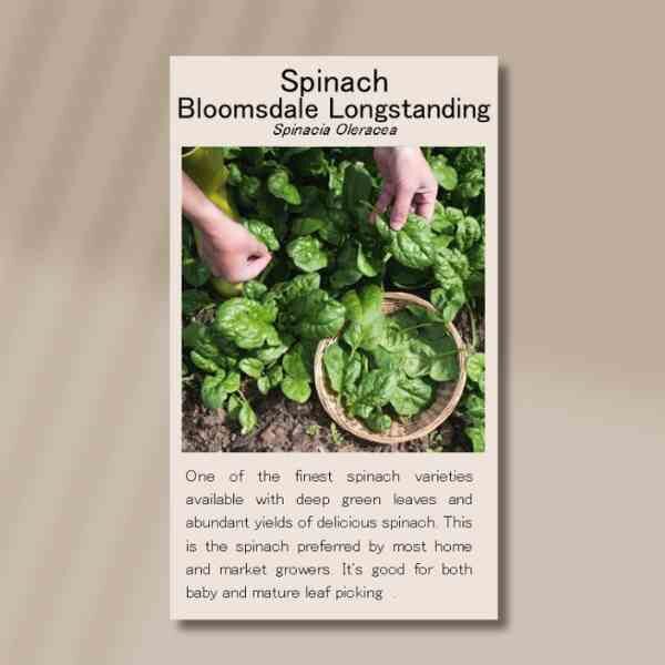 spinach-bloomsdale-front spinach-bloomsdale-front