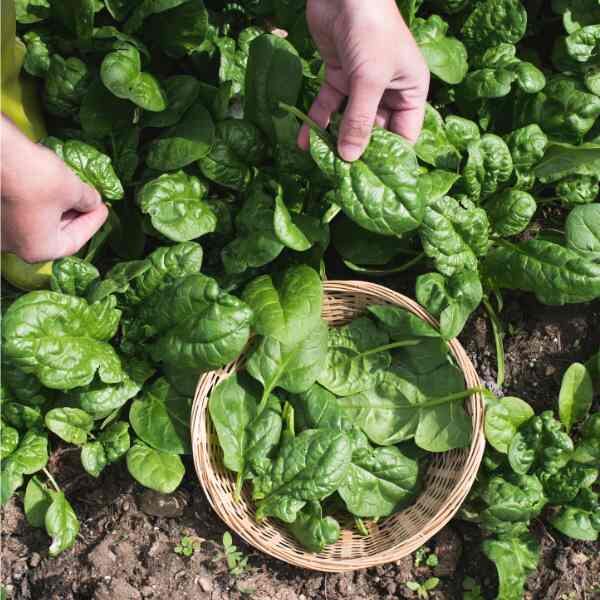 spinach-bloomsdale-seeds-1 spinach-bloomsdale-seeds-1