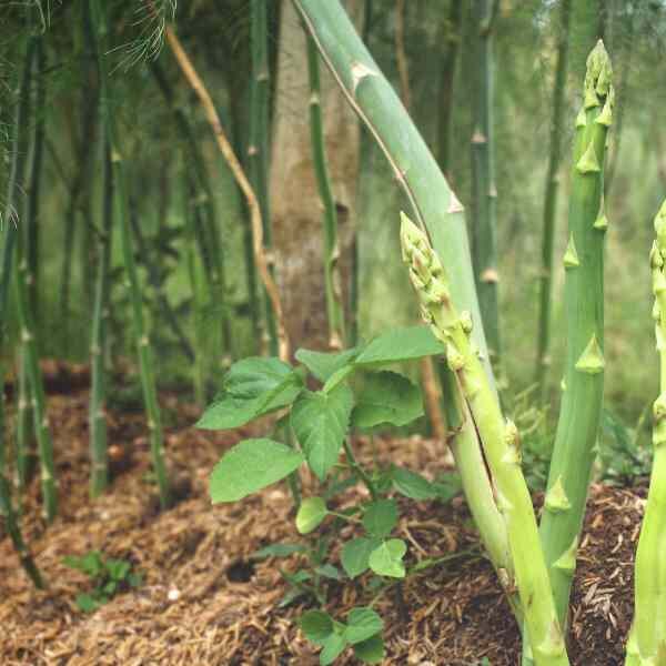 asparagus-mary-washington-seeds-2 asparagus-mary-washington-seeds-2