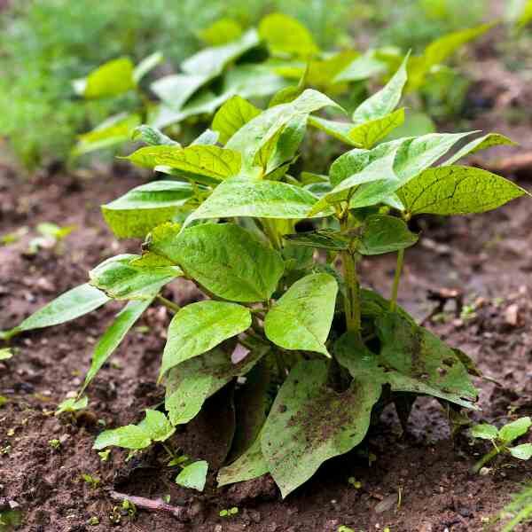 broad-bean-aquadulce-seeds-3 broad-bean-aquadulce-seeds-3