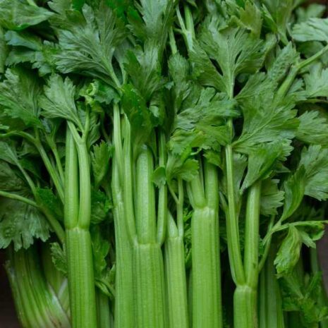 celery-tall-utah-seed