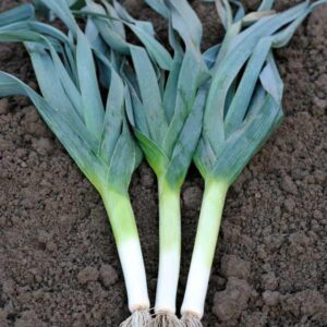 Leek