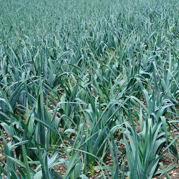 leek-autumn-giant-seeds-4 leek-autumn-giant-seeds-4