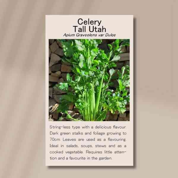 spearmint-front (1) spearmint-front (1)