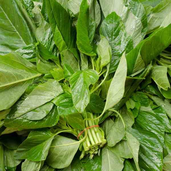 amaranth-green-seeds-1 amaranth-green-seeds-1