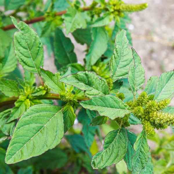 amaranth-green-seeds-3 amaranth-green-seeds-3
