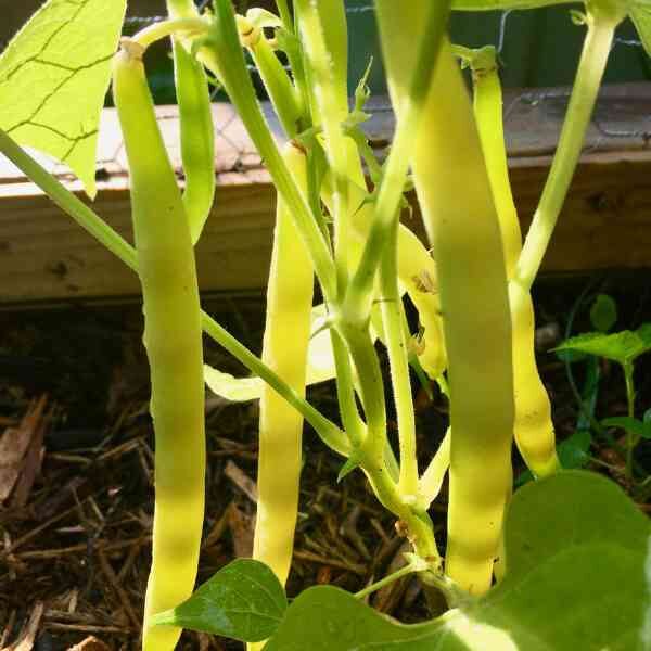 bean-cherokee-wax-seeds-2 bean-cherokee-wax-seeds-2