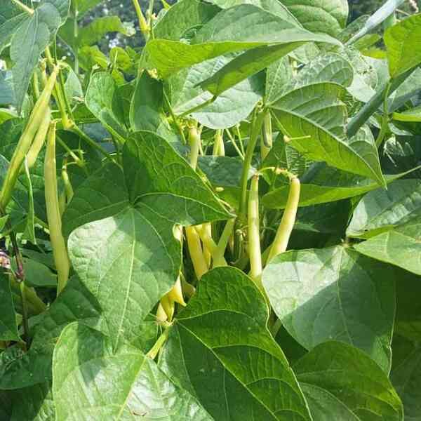 bean-cherokee-wax-seeds-4 bean-cherokee-wax-seeds-4