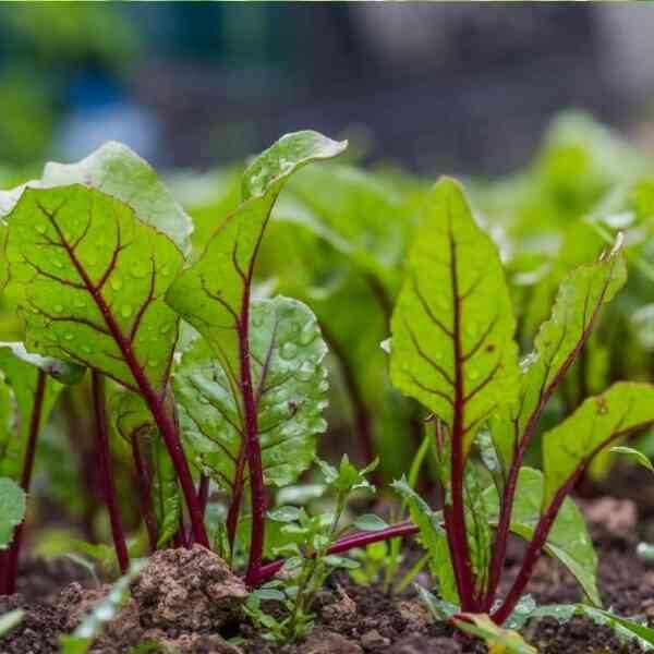 beetroot-detroit-seeds-6 beetroot-detroit-seeds-6
