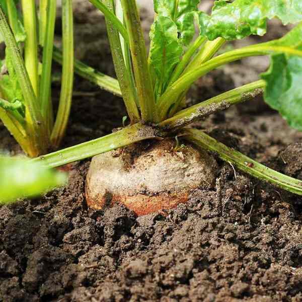 beetroot-golden-seeds-3 (1) beetroot-golden-seeds-3 (1)