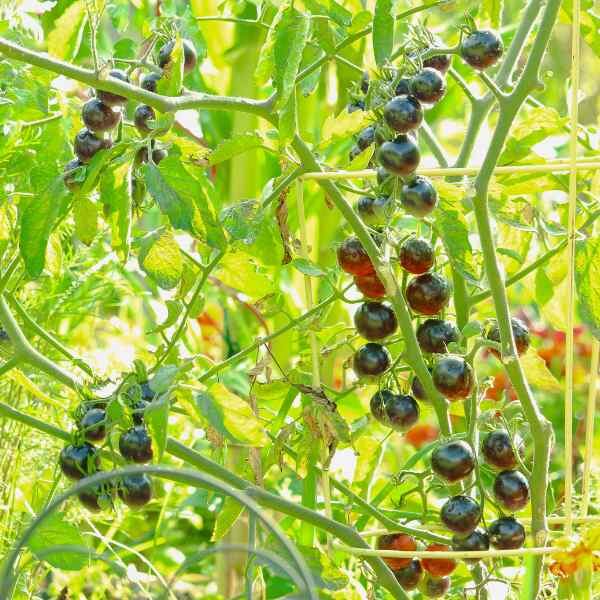 black-russian-tomato-seeds-2 black-russian-tomato-seeds-2