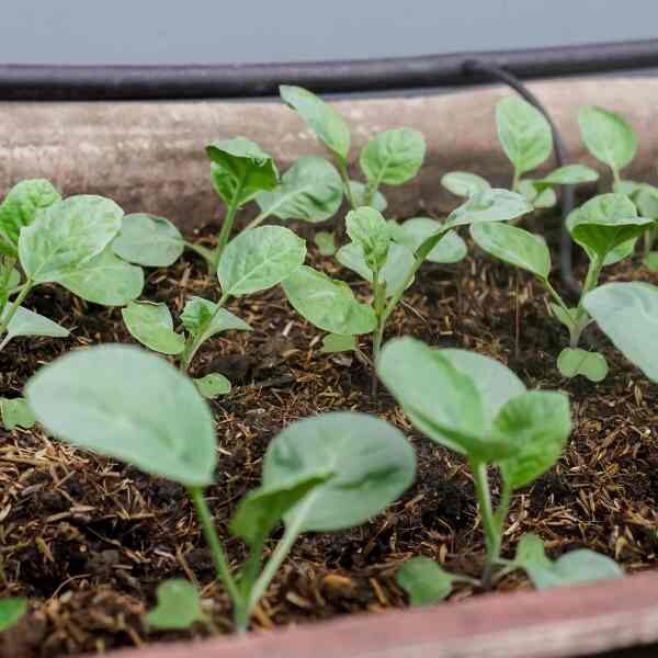 bok-choy-seeds-4 bok-choy-seeds-4