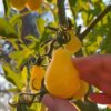 cherry-tomato-yellow-pear-6