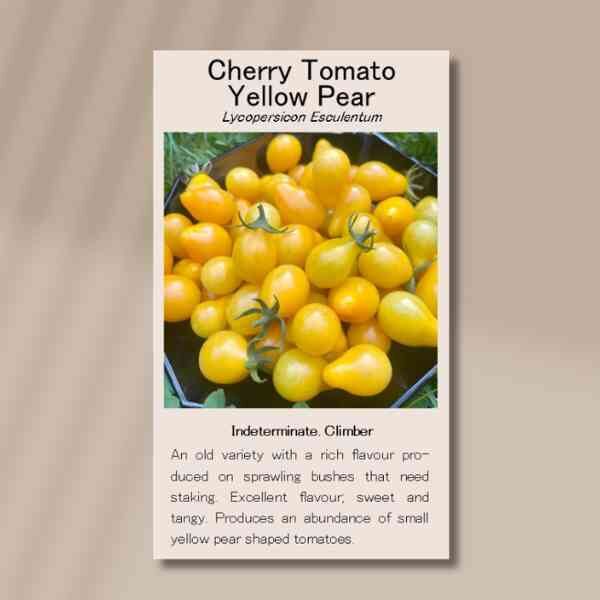 cherry-tomato-yellow-pear-front cherry-tomato-yellow-pear-front