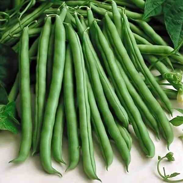 climbing-bean-blue-lake-seeds=1 climbing-bean-blue-lake-seeds=1