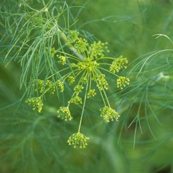herb-dill-seeds-2 herb-dill-seeds-2
