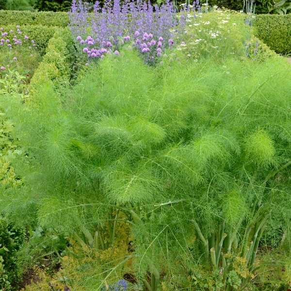 herb-dill-seeds-3 herb-dill-seeds-3