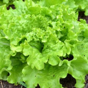 Loose Leaf Lettuce