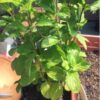 mint-spearmint-seeds-6