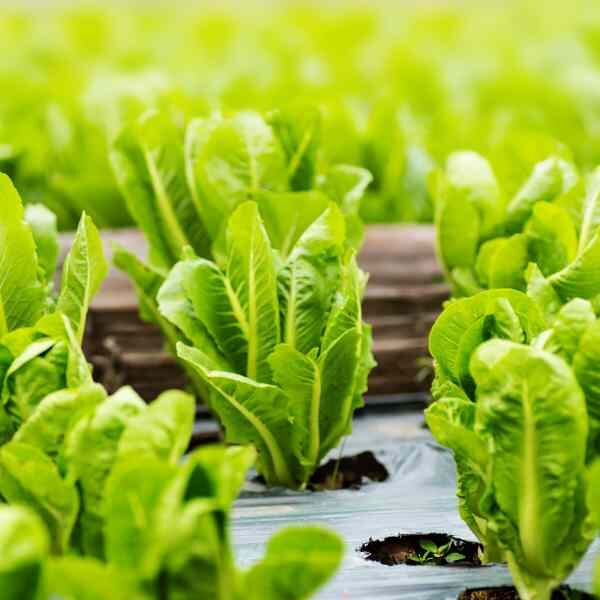 parris-island-cos-seeds-1 parris-island-cos-seeds-1