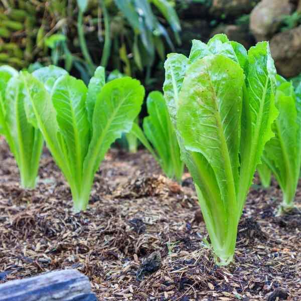 parris-island-cos-seeds-2 parris-island-cos-seeds-2