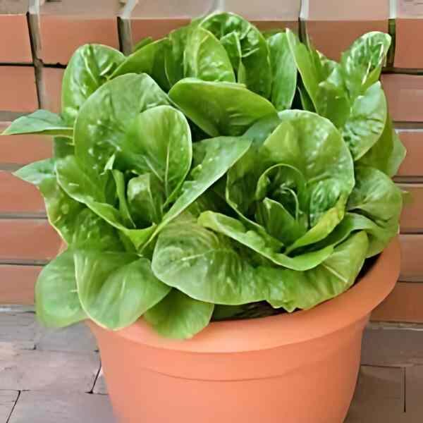 parris-island-cos-seeds-3 parris-island-cos-seeds-3