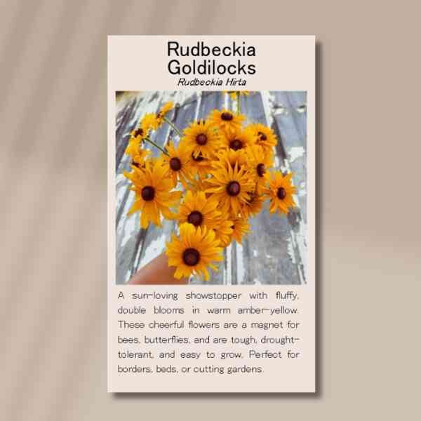 rudbeckia-goldilocks-front rudbeckia-goldilocks-front