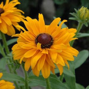 Rudbeckia