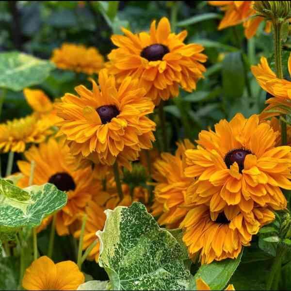 rudbeckia-goldilocks-seeds-1 rudbeckia-goldilocks-seeds-1