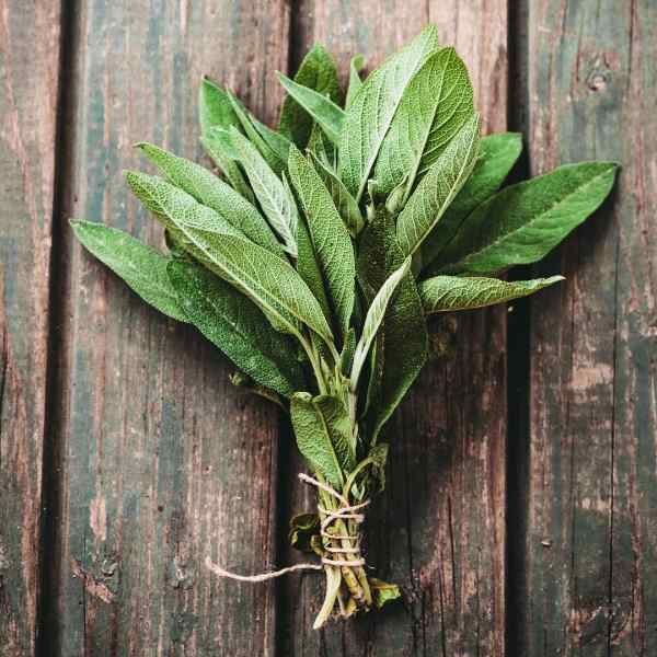 sage-seeds-3 sage-seeds-3