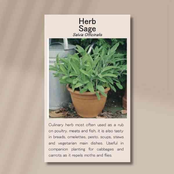 sage-seeds-front sage-seeds-front