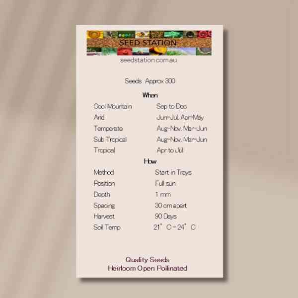 spearmint-back spearmint-back