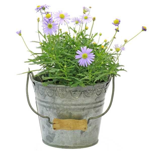 swan-river-daisy-seed-styled swan-river-daisy-seed-styled